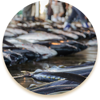 中央卸売市場直送の天然魚